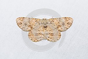 Engrailed or Small Engrailed moth