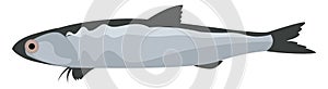 Engraulis fish, illustration, vector