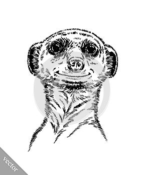 Engrave ink draw meerkat illustration