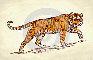 Engrave ink draw tiger illustration