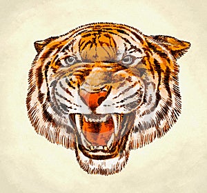 Engrave ink draw tiger illustration