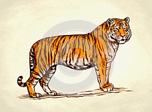 Engrave ink draw tiger illustration photo