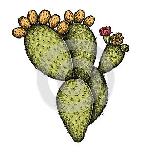 Engrave isolated prickly pear hand drawn graphic illustration