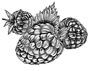 Engrave isolated raspberry hand drawn graphic illustration