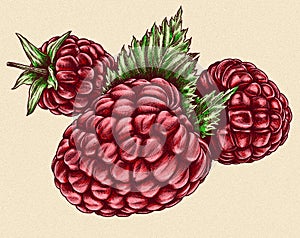 Engrave isolated raspberry hand drawn graphic illustration