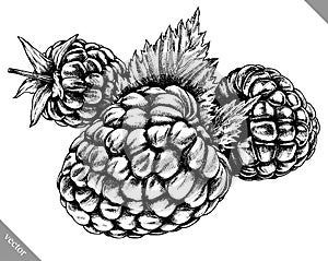 Engrave isolated raspberry hand drawn graphic vector illustration