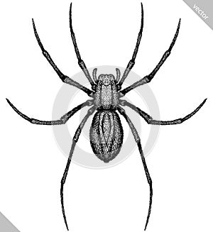 Engrave isolated spider hand drawn graphic illustration