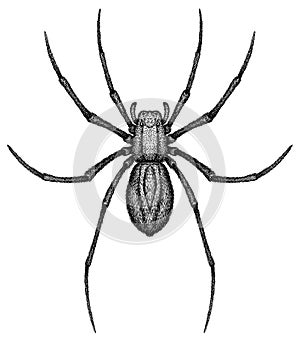 Engrave isolated spider hand drawn graphic illustration