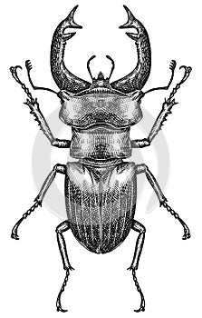 Engrave isolated stag beetle hand drawn graphic illustration