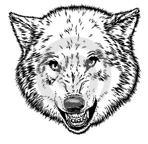 Engrave isolated wolf illustration sketch