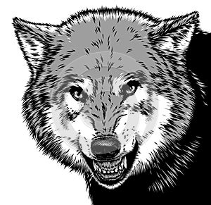 Engrave isolated wolf illustration sketch