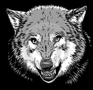 Engrave isolated wolf illustration sketch