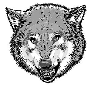 Engrave isolated wolf illustration sketch