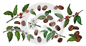 Engraved colored coffee. Hand drawn plant with green leaves and red beans. Sketch of tree branch and flowers. Organic