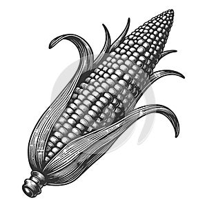 Engraved Corn Cob Illustration vector illustration