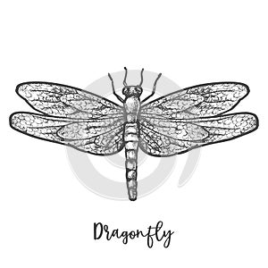 Engraved dragonfly or flying insect sketch vector photo
