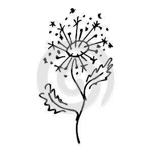 Engraved hand drawn illustrations of abstract dandelion flower isolated on white. Hand drawn vector flower