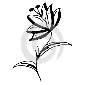 Engraved hand drawn illustrations of abstract flower isolated on white. Hand drawn vector flower