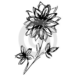Engraved hand drawn illustrations of abstract flower isolated on white. Hand drawn vector flower