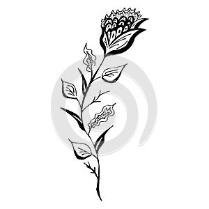 Engraved hand drawn illustrations of abstract flower isolated on white. Hand drawn vector flower
