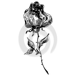 Engraved hand drawn illustrations of rose flower isolated on white. Hand drawn vector rose flower