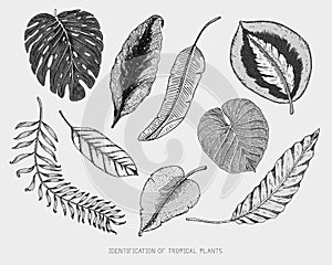 Engraved, hand drawn tropical or exotic leaves isolated, leaf of different vintage looking plants. monstera and fern