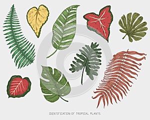 Engraved, hand drawn tropical or exotic leaves isolated, leaf of different vintage looking plants. monstera and fern