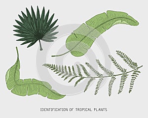 Engraved, hand drawn tropical or exotic leaves isolated, leaf of different vintage looking plants. monstera and fern