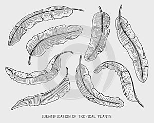 Engraved, hand drawn tropical or exotic leaves isolated, leaf of different vintage looking plants. monstera and fern