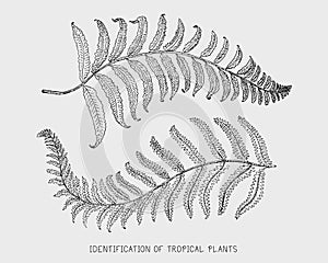 Engraved, hand drawn tropical or exotic leaves isolated, leaf of different vintage looking plants. monstera and fern