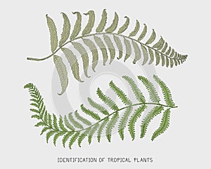 Engraved, hand drawn tropical or exotic leaves isolated, leaf of different vintage looking plants. monstera and fern