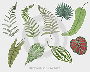 Engraved, hand drawn tropical or exotic leaves isolated, leaf of different vintage looking plants. monstera and fern