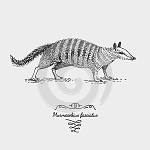 Engraved, hand drawn vector illustration in woodcut scratchboard style, vintage drawing species.