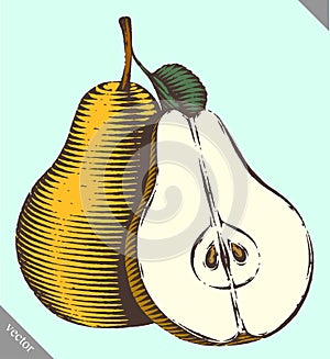 Engraved isolated engrave vector illustration of a pear