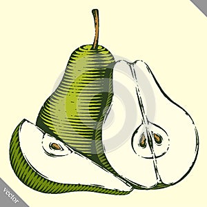 Engraved isolated engrave vector illustration of a pear