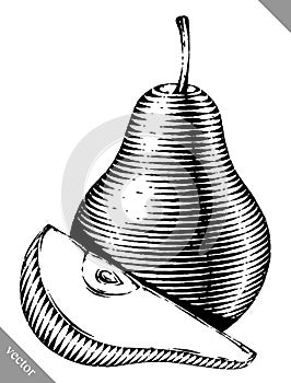 Engraved isolated engrave vector illustration of a pear