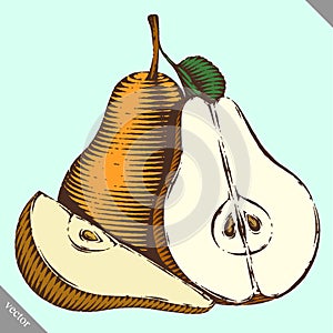 Engraved isolated engrave vector illustration of a pear