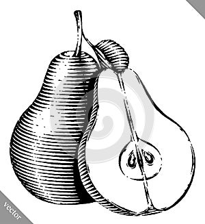 Engraved isolated engrave vector illustration of a pear