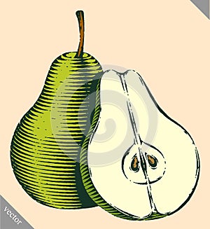 Engraved isolated engrave vector illustration of a pear