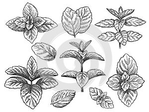 Engraved mint leaves. Sketch peppermint herb, spearmint plant. Menthol leaf retro hand drawn vector botanical isolated