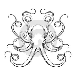 Engraved octopus vector icon photo