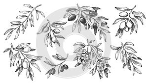 Engraved olive branch. Sketch branches with leaves and blossoms, hand drawn olives vector illustration set.