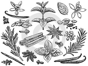 Engraved spices. Cardamom, vanilla flower and pod. mint, black pepper and rosemary, cloves. Indian cooking seeds hand drawn vector