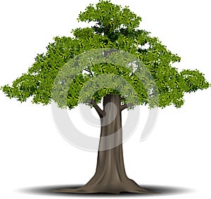 Engraved tree. Vector illustration of a fruit tree in vintage engraving style. , grouped.