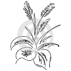 Engraved Vector Hand Drawn Illustrations Of Abstract Flowers Isolated on White. Hand Drawn Sketch of a Flower