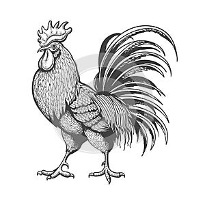 Engraved vintage rooster photo