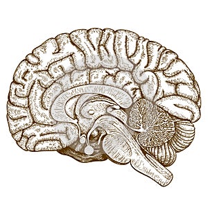 Engraving antique illustration brain