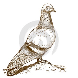 Engraving antique illustration of dove