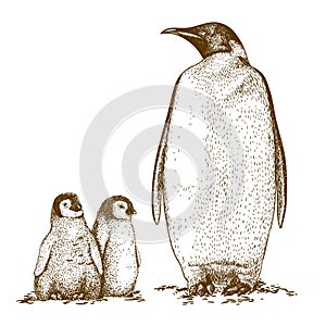 Engraving antique illustration of three king penguins