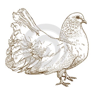 Engraving antique illustration of white dove